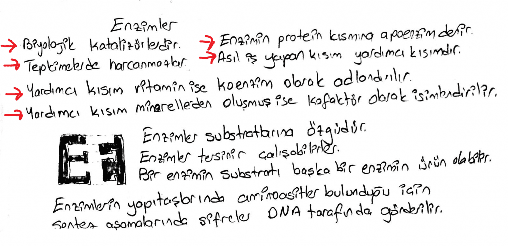 Basit ve Bileşik Enzim, ATP, Anabolizma, Katabolizma... Enzimler Enerji ve Metabolizma hakkında bilmen gerekenler ve soru ipuçları burada!