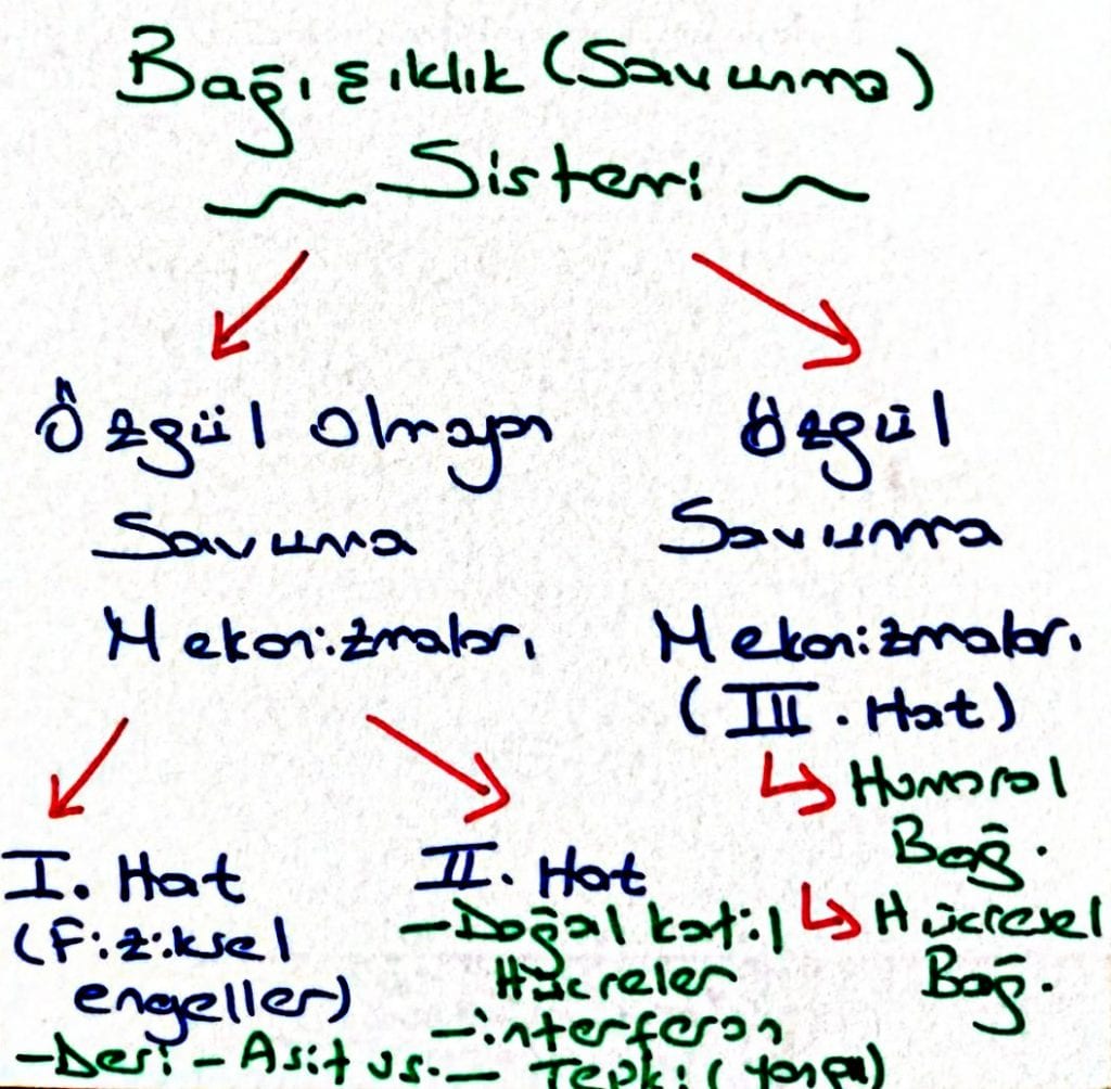 Savunma Sistemleri, Pasif ve Aktif Bağışıklık, Aşı ve Serum... Bağışıklık Sistemi hakkında bilmen gerekenler ve soru çözüm ipuçları burada!