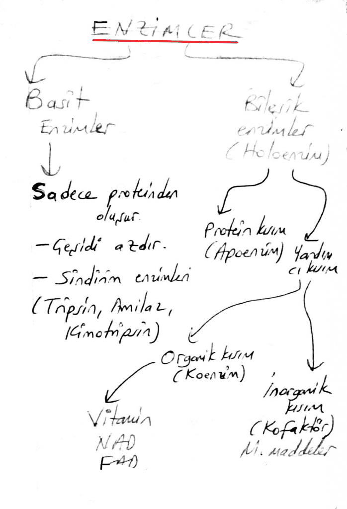 Basit ve Bileşik Enzim, ATP, Anabolizma, Katabolizma... Enzimler Enerji ve Metabolizma hakkında bilmen gerekenler ve soru ipuçları burada! apoenzim