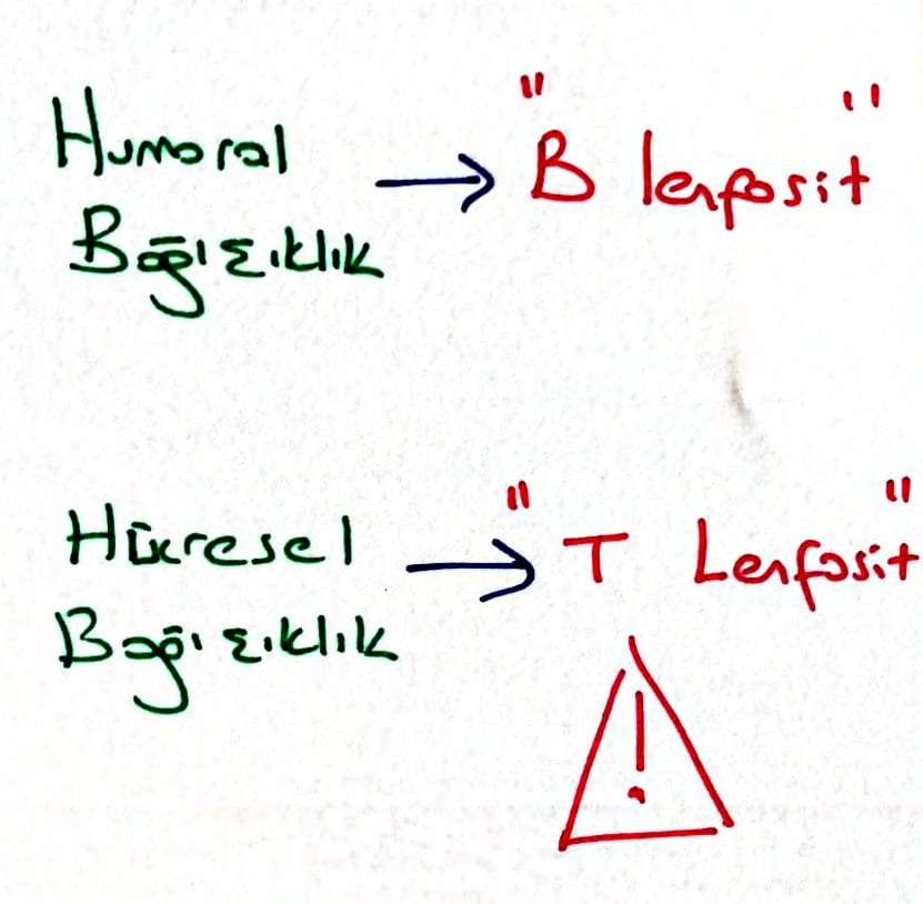 lenfosit