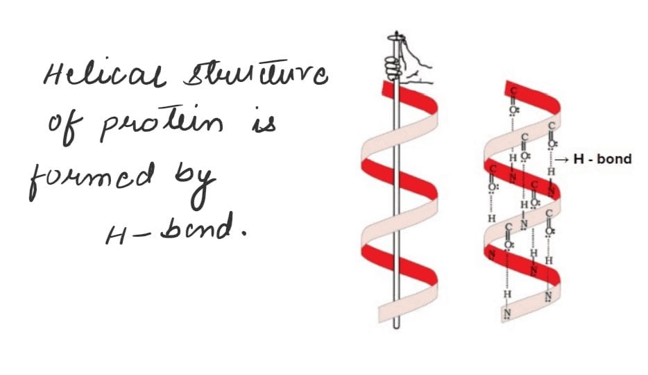 Helical structure of protein is formed by which bond JEE Mains 2021 question paper