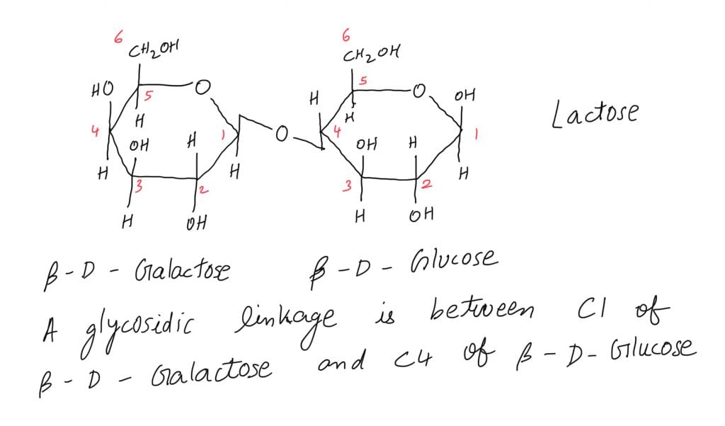 Which of the glycosidic linkage between galactose and glucose is present in lactose JEE Main 2021 Answer Key