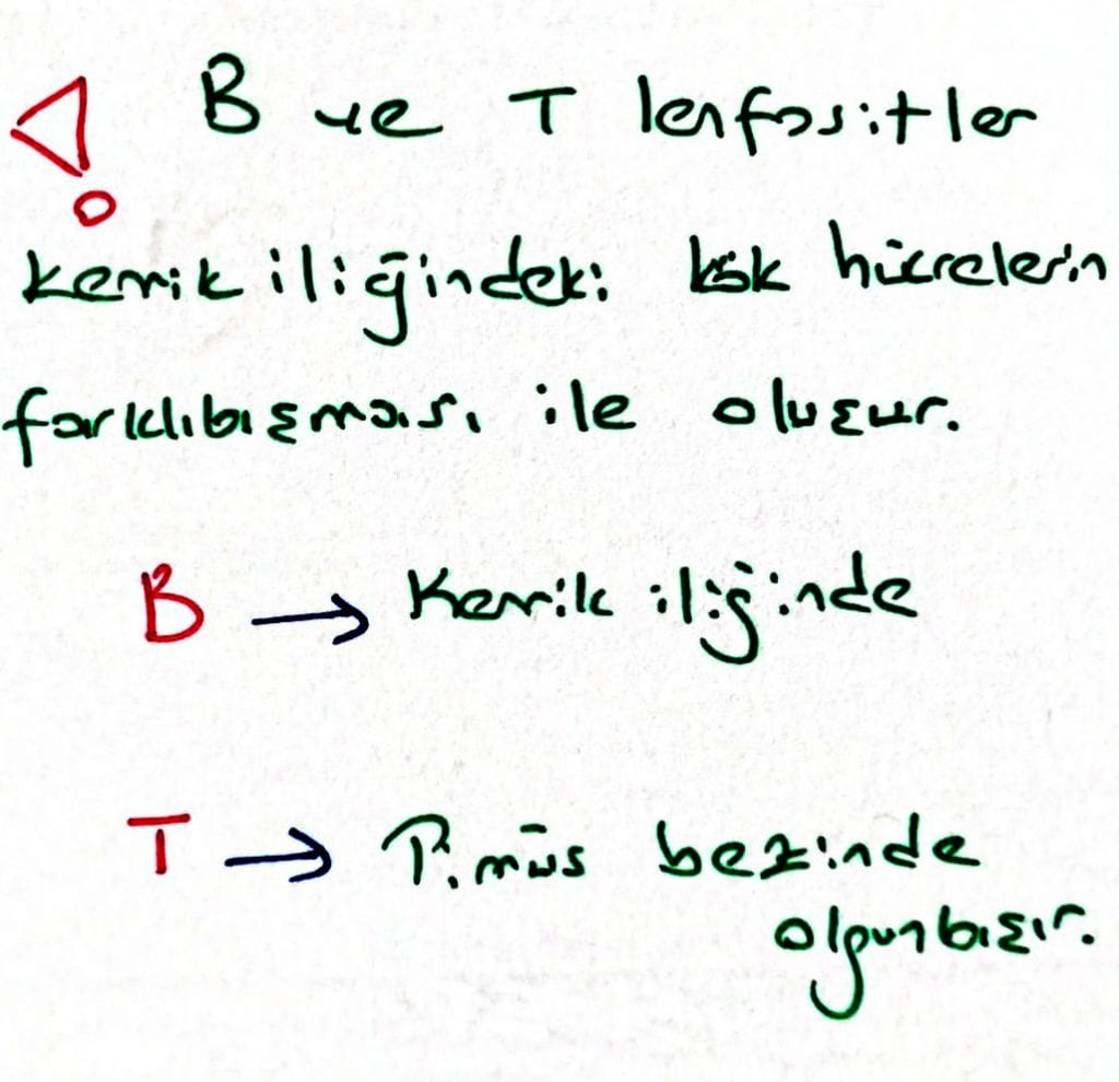 kök hücre iliği