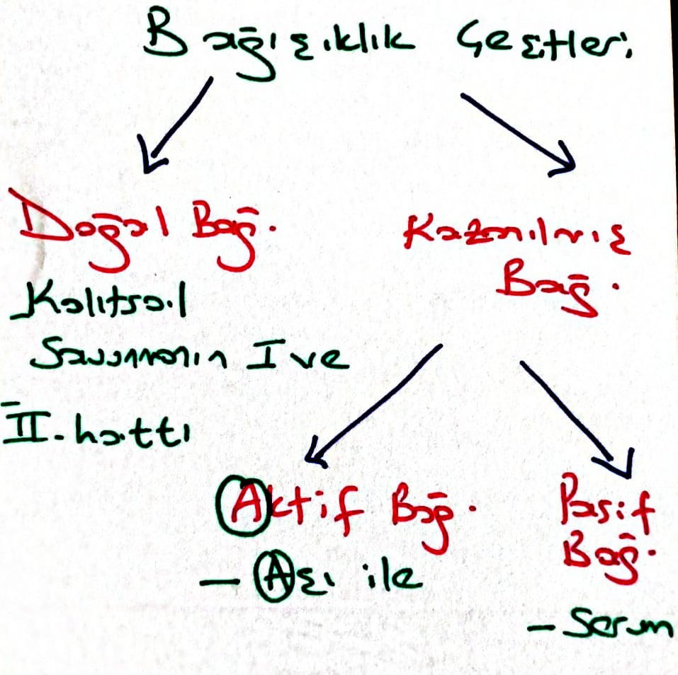 Savunma Sistemleri, Pasif ve Aktif Bağışıklık, Aşı ve Serum... Bağışıklık Sistemi hakkında bilmen gerekenler ve soru çözüm ipuçları burada!