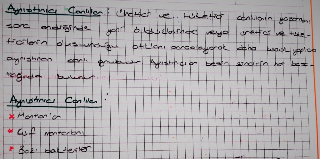 Besin Zinciri, Fotosentez, Solunum, Madde Döngüleri, Ozon... Enerji Dönüşümleri hakkında bilmen gerekenler ve soru çözüm ipuçları burada!