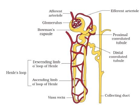 diagram of nephron