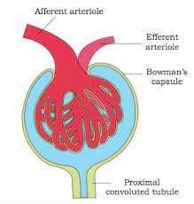 Bowman's capsule and glomerulus i.e. malphigian body
