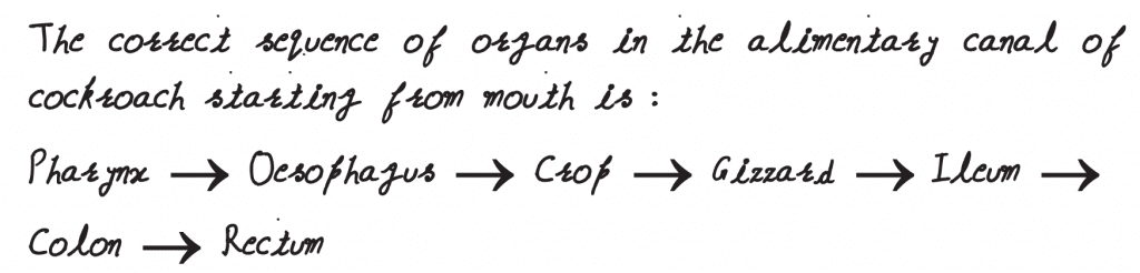 Select the correct sequence of organs in the alimentary canal of cockroach starting from mouth