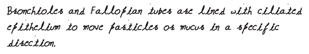 NEET 2019 question paper The ciliated epithelial cells are required to move particles or mucus in a specific direction. In humans, these cells are mainly present in