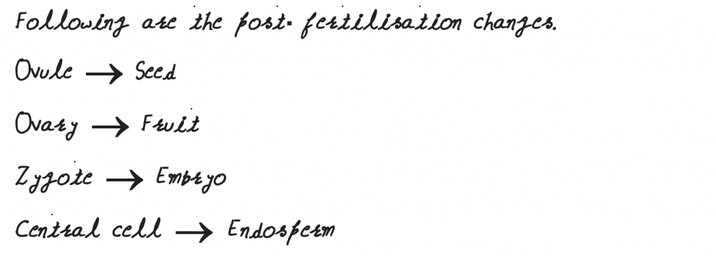 Which one of the following statements regarding post fertilization development in flowering plants is incorrect