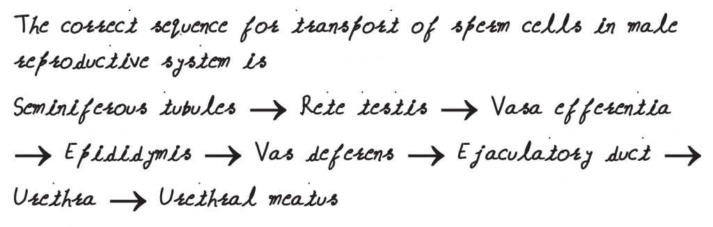 NEET 2019 question paper Select the correct sequence for transport of sperm cells in male reproductive system
